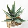 Suculenta Artificial Cabeça de Flor de Suculenta Artificial Bonsai Artificial Acessórios DIY Fabricante Conjunto de Cabeças de Flor de Suculenta Cor Personalizada
