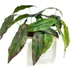 Nuevas Plantas Verdes de Simulación Planta de Hojas de Begonia de 5 Puntas Fondo de Pared de Plantas Diseño Floral DIY Decoración del Hogar Hojas Verdes de Simulación