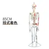 Modelo de Esqueleto Humano de 85cm Esqueleto Adulto de Corpo Inteiro de 170cm Modelo Humano Esqueleto Pequeno Modelo de Coluna Vertebral para Ensino