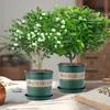 Madera Aromática Maceta Tocón Viejo de Pimienta Plantones Repelente de Mosquitos e Insectos para Interiores Planta de Escritorio Perenne Planta Verde para Todas las Estaciones