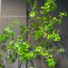 Planta artificial Net vermelho Japonês Bell multi-folha ins Estilo nórdico decoração de casa fotografia decoração de paisagem