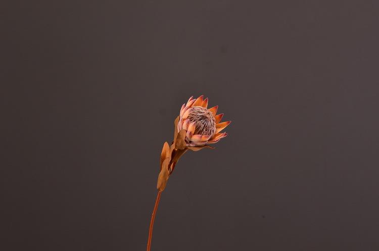 4-5咖粉色干枯帝王花.JPG