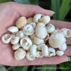 Artesanías de Caracolas Naturales Vendidas por Libra para Acuarios, Fotografía, Educación de Estudiantes y Niños, Minería y Uso Marino
