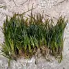 Hierba Kusa, Planta Sumergida, Elodea Malasia, Alga Cola de Zorro, Hierba Kusa, Venta al por mayor de Varios Proyectos de Purificación y Reparación de Agua