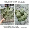 Fabricante de Planta Verde Simulada com 7 Folhas Grandes de Tartaruga com Toque de Borracha, Folhas de Pena de Primavera, Plantas Verdes de Jardim Paisagístico de Floresta Tropical no Atacado