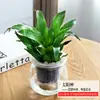 Plantas Verdes Hidropónicas Rábano Verde Gardenia Árbol del Dinero Hiedra Espárragos Bambú Pequeñas Plantas Verdes de Interior Plantas de Maceta Perennes para Todas las Estaciones