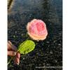 Hecho a mano Rosa Lana Ganchillo Terminado Flor Artificial Venta al por mayor Día de San Valentín Chino Flor Eterna Tejida Ramo Degradado Día de San Valentín