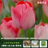 Resistencia al FríoTulipán Holandés Hidropónico Planta de Floración Cuatro Estaciones Planta Verde Flores en Maceta para Sala de Estar Apto para Principiantes