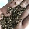 Sementes de Centáurea Perene no Atacado de Várias Regiões, Sementes de Dianthus Multicolores, Flores Medicinais, Flores de Trigo Gigantes, Sementes para Jardinagem