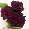 Balcón de Jugo Flor de Rosa Mediana Grande Plántula Flor en Maceta Planta Floración Cuatro Estaciones Planta Verde Plántula de Rosa Venta al por Mayor