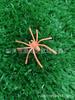 Araña de Simulación de Plástico Juguete de Broma 2025 Nuevo Halloween Fiesta Decoración Accesorio Juguete Accesorios de Araña Pequeña