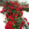 Dropshipping de Plántulas de Rosa de la Vid, Flores para Patio y Plantas Verdes, Plantas Trepadoras, Rosas Trepadoras de Pared en Maceta