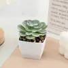 Combinación de plantas suculentas para simulación transfronteriza planta en maceta con maceta tierra escritorio interior mini carne planta pequeña en maceta planta verde flores