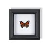 Marco de Fotos de Espécimen de Mariposa Pintura Decorativa de Madera Adorno Retro Europeo Soporte de Exhibición Muebles DIY Regalo de Cumpleaños Regalo