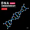 Modelo de Estructura de Doble Hélice de ADN J3242 Componente Versión de Ensamblaje Molecular Pequeño Genético Gen y Mutación Modelo