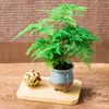 Plantas de Espárragos en Maceta Plantas Verdes de Interior para Oficina Plántulas Bonsái Bambú Nube Enano Tangshan Flor de Viento Maceta Plantas Pequeñas en Maceta