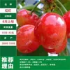 Dropshipping de Mudas de Cerejeira Extra Grandes, Árvores de Cerejeira Grandes para Plantio no Norte e Sul, Árvores Frutíferas em Vasos, Mudas Frutíferas Enxertadas Anãs