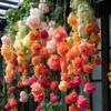 Sementes de flores de begônia de seda, plantas trepadeiras, fáceis de cultivar durante todo o ano, semeadura, floração, plantas de interior e exterior, florais