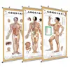 Mapa de Pontos de Meridianos do Corpo Humano Cartaz de Parede Desenho Colorido Cartaz de Parede Quase Grande HD Corpo Inteiro Saúde Moxabustão Massagem Personalização
