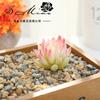 Cabeza de Flor de Planta Suculenta Loto de Nieve Tianshan Suministros Creativos DIY Accesorios Pared de Plantas Suministro Directo de Fábrica de Plantas Verdes