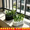 Caja hidropónica para verduras, caja de cultivo casera sin tierra, kit hidropónico para cultivar cebolletas, cilantro, ajo y otras plantas