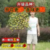 Árvore de Osmanthus Árvore Grande Muda de Osmanthus O Ano Todo Osmanthus Dourado O Ano Todo Osmanthus em Vaso Árvore de Paisagismo para Pátio Planta Árvore de Paisagismo