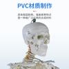 Modelo Médico de Esqueleto Humano de Cuerpo Completo de 170 cm Pelvis Articulación de Yoga Desmontable Estructura Anatómica Espécimen de Esqueleto