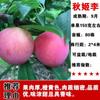 Dropshipping Árboles Jóvenes de Ciruela Azucarada Abeja Extragrande Ciruela Crujiente sin Hueso Plántulas de Fruta Semillas En Maceta Plantación en Suelo en el Sur y el Norte