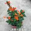 Envío directo Maceta de Flor de Lirio Rosa Lingxiao Flor Grande Rosa Lingxiao Planta Trepadora de Suelo Resistente al Frío para Exteriores al Aire Libre