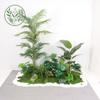 Paisajismo de Plantas Verdes Paisajismo de Balcones Decoración de Plantas Artificiales para Interiores y Exteriores Planta Viajera Plátano Espalda de Tortuga Planta Debajo de las Escaleras Paisajismo