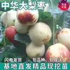 Dropshipping de Mudas de Pera Grande Chinesa e Jujuba para Plantio em Quintais do Norte e do Sul, Mudas de Jujuba Enxertadas Doces e Crocantes de Frutas Extra-Grandes