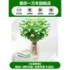 Planta de Jasmim Hidropônica em Vaso com Botões de Flor, Flores Frescas e Plantas Verdes Fáceis de Cuidar para Cultivo em Água, Adequado para Mesas de Escritório