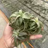 Venda Direta da Fábrica Orquídea do Ar Planta Aérea Planta Sem Solo Vermelho Amarelo Verde Elfo Barba de Velho Medusa Atacado