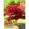 Vivero de arces rojos japoneses para dropshipping, árbol enano rojo de cuatro estaciones, árbol paisajístico Princesa Danza Roja, resistente al frío para exteriores para villas