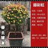 Rosa de alto grado con forma de árbol, retoño, tocón de árbol, rosa alta, flor de rosa, cuatro estaciones, floración, balcón, patio, plantas verdes en maceta