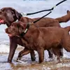 Suprimentos para animais de estimação 2 cães amortecedor guia de conexão elástica de cabeça dupla corrente de cachorro coleira de cachorro fábrica atacado