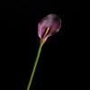 Flor artificial Calla Lotus Taro con tacto PU flor falsa de alta gama comercio exterior Boda Festival decoración del hogar accesorios de fotografía de flores