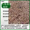 Novas Sementes de Árvore de Anis Estrelado Sementes de Anis Estrelado Sementes de Árvore de Erva-doce Tempero Especiarias Grandes Anis Estrelado Grande Árvore de Anis Estrelado Sementes de Anis Estrelado