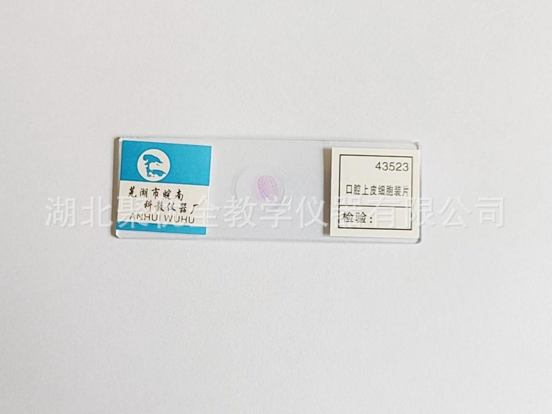 口腔上皮细胞_副本