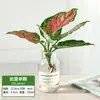 Plantas Hidropônicas, Plantas Verdes, Flores, Plantas de Interior Fáceis de Cultivar, Rabanete Verde, Cipreste de Bambu, Bambu da Sorte, Jiboia, Costela de Adão, Plantas Pequenas de Casco de Tartaruga, Plantas de Vaso para Mesa