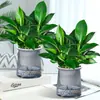 Paquete de Envío Directo de una Sola Pieza de Planta en Maceta Princesa Diamante Dorado Verde con Capullos de Flor, Planta en Cesta Verde, Planta Hidropónica, Flores de Oficina y Plantas Verdes