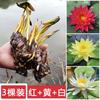 Planta hidropónica de nenúfar con envío directo, loto cultivado en agua durante todo el año, flor de loto en maceta, estanque de agua, nenúfar grande, raíz.
