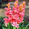 Bulbos de Tuberosa São de Pétalas Duplas Branco Puro Perenes Perenes Florais de Jardim em Vasos com Múltiplos Botões e São Fáceis de Sobreviver