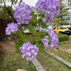 Hortensia de madera verde nueva 5 hortensias de madera europeas bola de nieve boda suave decoración de jardín flores falsas al por mayor
