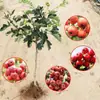 Morangueiro planta viva enxertada planta em vaso plantio no solo plantio no pátio sul norte árvore frutífera morangueiro planta jovem produz frutos no mesmo ano com frutos