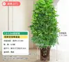 Árvore Bico de Pato de Grande Porte Que Atrai Riqueza de Todas as Direções, Planta de Vaso para Sala de Estar Interna Fácil de Cuidar, Sempre Verde o Ano Todo, em Formato de Torre