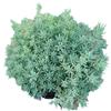 Sedum Chino Premium Hierba Buda Dorada Hierba Nieve Delgada Hierba Buda Hoja Dorada Maceta Planta Cubresuelos Flor Resistente al Frío Hierba Espejo