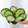 Plantas hidropônicas fáceis de cultivar em ambientes internos Calathea Maçã Verde planta verde planta em vaso adequada para todas as estações sala de estar escritório mesa folhas grandes tolerante à sombra