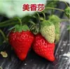 Plántulas de fresa, una variedad de plantas de fresa adecuadas para todas las estaciones, para cultivo en invernadero, plantas de fresa en maceta, que dan fruto el mismo año, plántulas nuevas con tierra, plántulas fructíferas