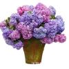 Dropshipping Plántulas de Hortensia Plantas en Maceta Florecen en Todas las Estaciones y Son Fáciles de Vivir en Interior Balcón Patio Plantas de Flores Verano Interminable